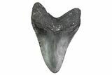 Serrated, Fossil Megalodon Tooth - North Carolina #381370-1
